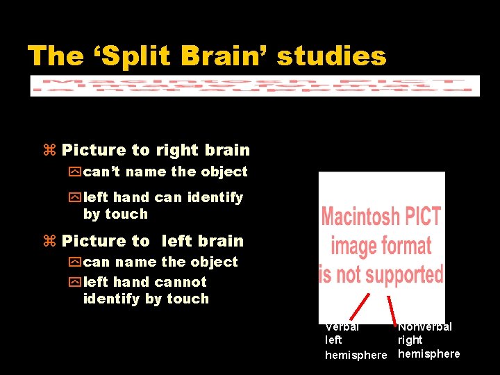 The ‘Split Brain’ studies Picture to right brain “What did hand, “Using yourdid left