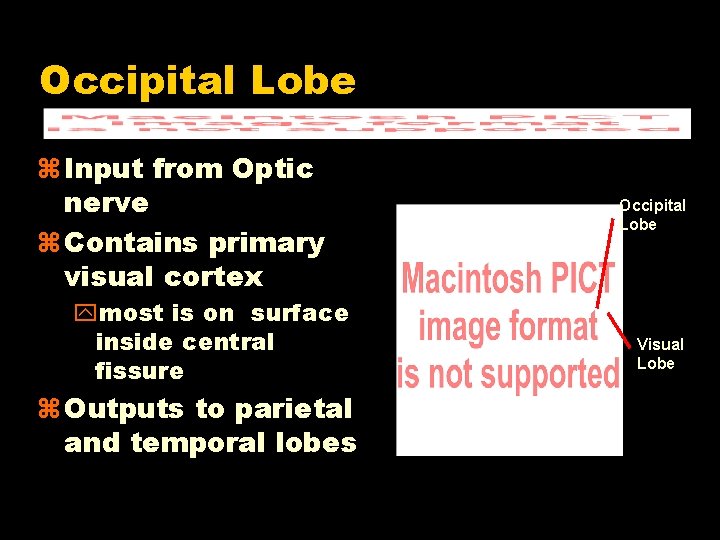 Occipital Lobe Input from Optic nerve Contains primary visual cortex ymost is on surface
