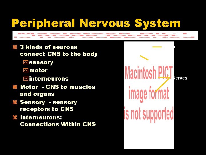 Peripheral Nervous System 3 kinds of neurons connect CNS to the body y sensory