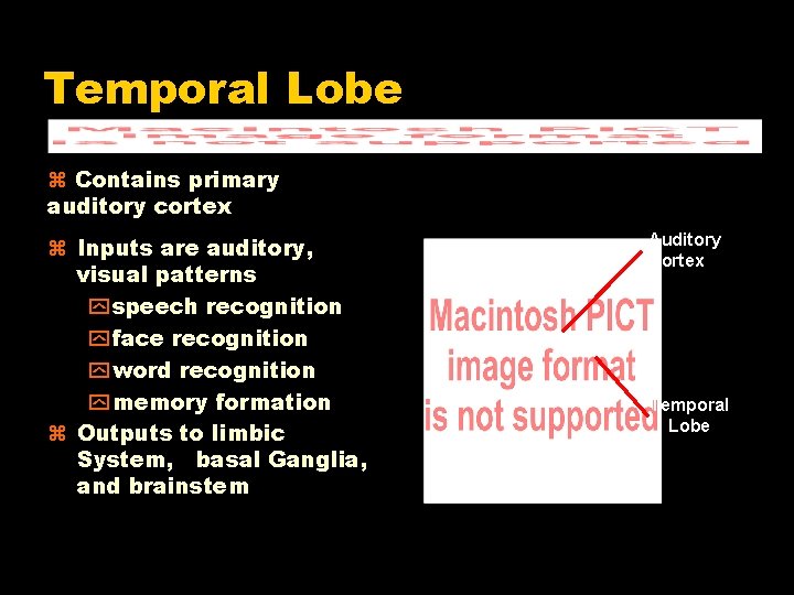 Temporal Lobe Contains primary auditory cortex Inputs are auditory, visual patterns y speech recognition