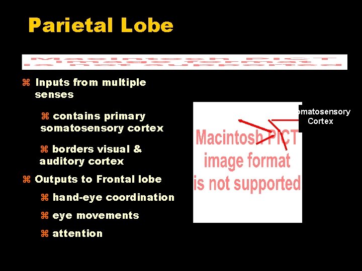 Parietal Lobe Inputs from multiple senses contains primary somatosensory cortex borders visual & auditory