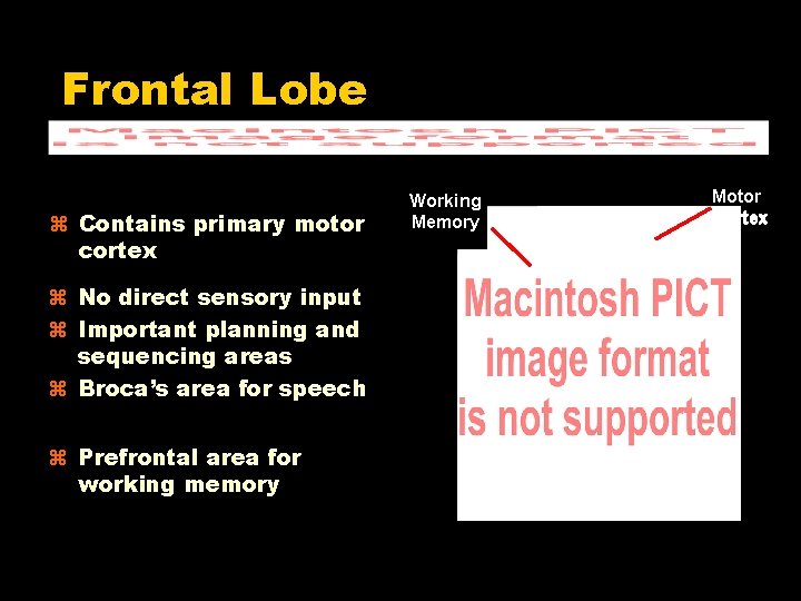 Frontal Lobe Contains primary motor cortex No direct sensory input Important planning and sequencing