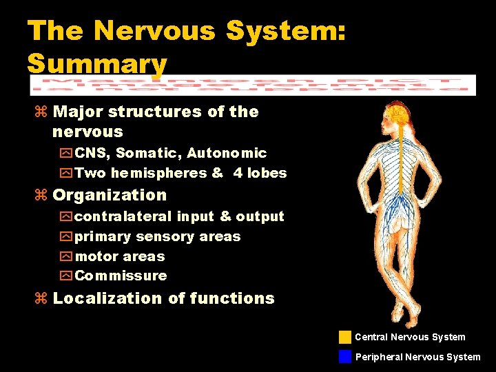 The Nervous System: Summary Major structures of the nervous y CNS, Somatic, Autonomic y