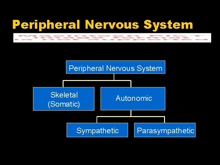 Peripheral Nervous System Skeletal (Somatic) Autonomic Sympathetic Parasympathetic 