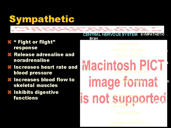 Sympathetic CENTRAL NERVOUS SYSTEM SYMPATHETIC “ Fight or flight” response Release adrenaline and noradrenaline