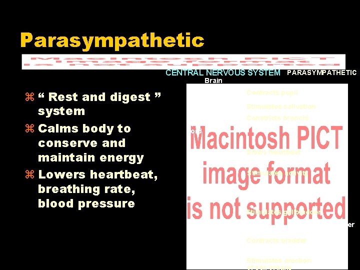 Parasympathetic CENTRAL NERVOUS SYSTEM PARASYMPATHETIC Brain “ Rest and digest ” system Calms body