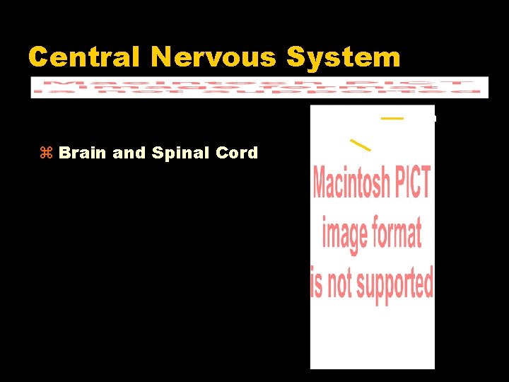 Central Nervous System Brain and Spinal Cord Brain 