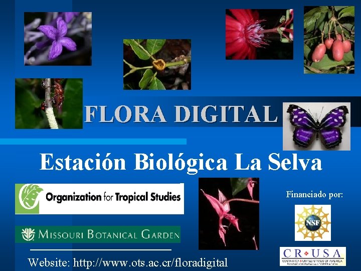 FLORA DIGITAL Estación Biológica La Selva Financiado por: Website: http: //www. ots. ac. cr/floradigital