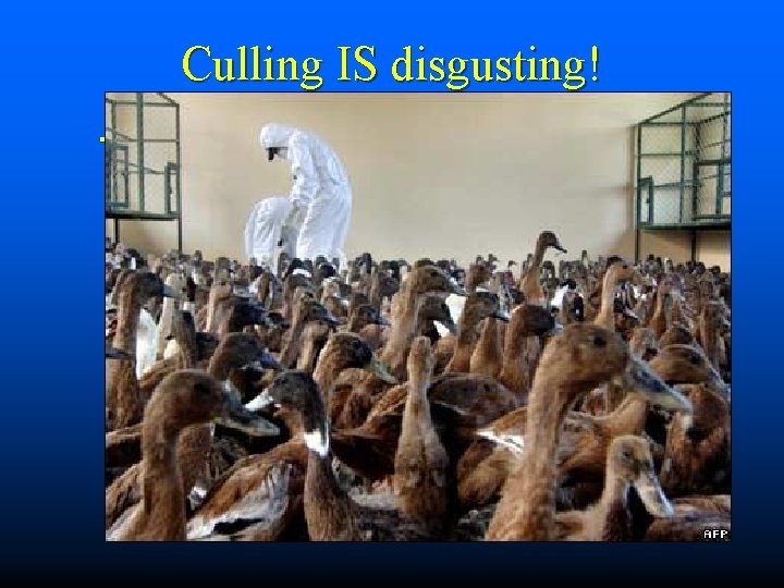 Culling IS disgusting! n . 
