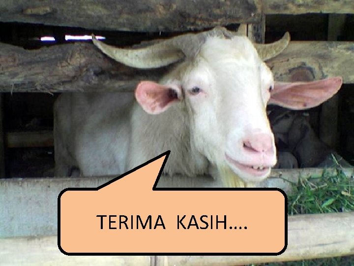 TERIMA KASIH…. 