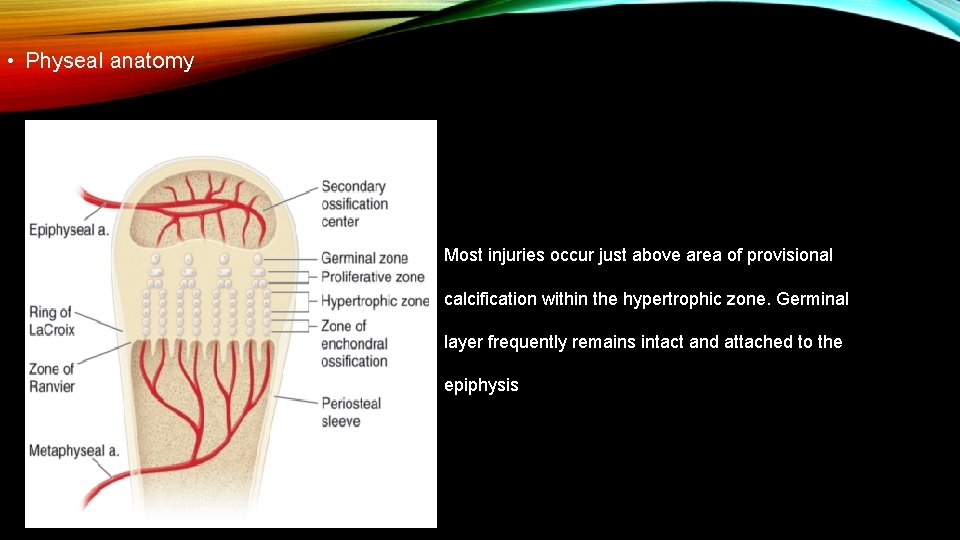 • Physeal anatomy Most injuries occur just above area of provisional calcification within • Physeal anatomy Most injuries occur just above area of provisional calcification within