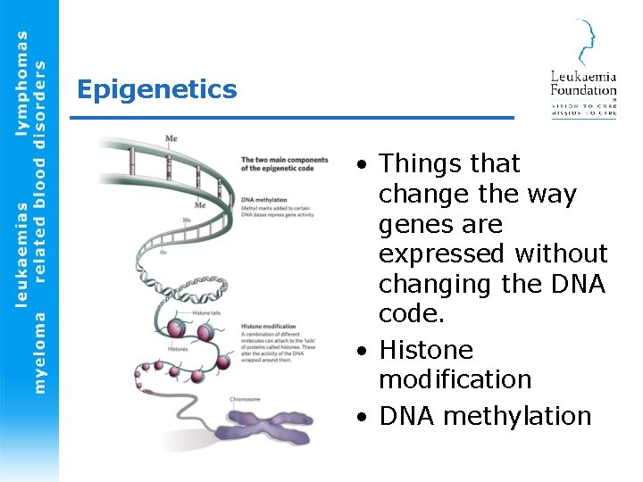 Epigenetics • Things that change the way genes are expressed without changing the DNA