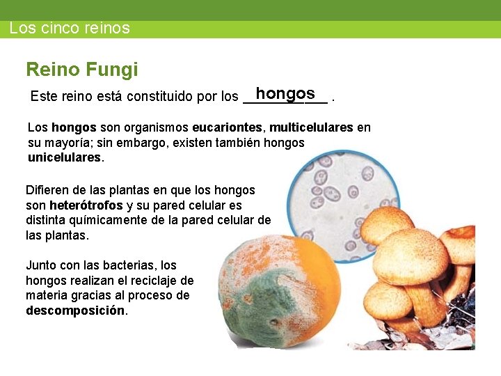 Los cinco reinos Reino Fungi hongos Este reino está constituido por los ______. Los
