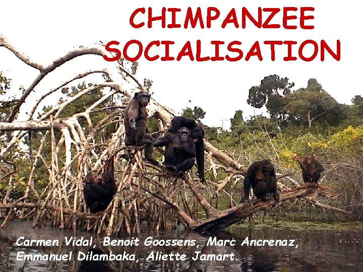 CHIMPANZEE SOCIALISATION Carmen Vidal, Benoit Goossens, Marc Ancrenaz, Emmanuel Dilambaka, Aliette Jamart. 