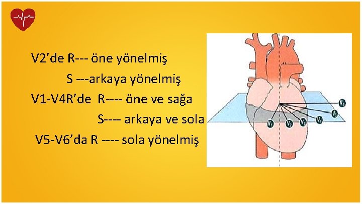 V 2’de R--- öne yönelmiş S ---arkaya yönelmiş V 1 -V 4 R’de R----