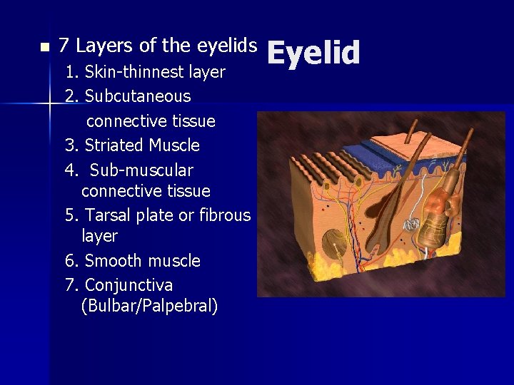 n 7 Layers of the eyelids 1. Skin-thinnest layer 2. Subcutaneous connective tissue 3.