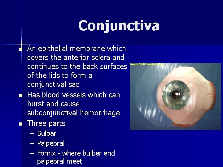 Conjunctiva n n n An epithelial membrane which covers the anterior sclera and continues