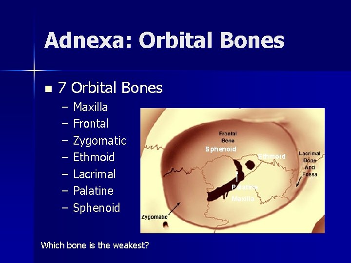 Adnexa: Orbital Bones n 7 Orbital Bones – – – – Maxilla Frontal Zygomatic
