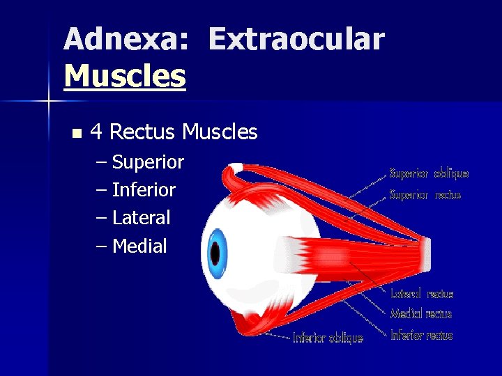 Adnexa: Extraocular Muscles n 4 Rectus Muscles – Superior – Inferior – Lateral –