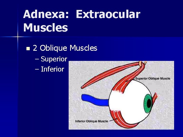 Adnexa: Extraocular Muscles n 2 Oblique Muscles – Superior – Inferior 