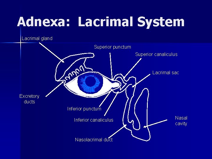 Adnexa: Lacrimal System Lacrimal gland Superior punctum Superior canaliculus Lacrimal sac Excretory ducts Inferior