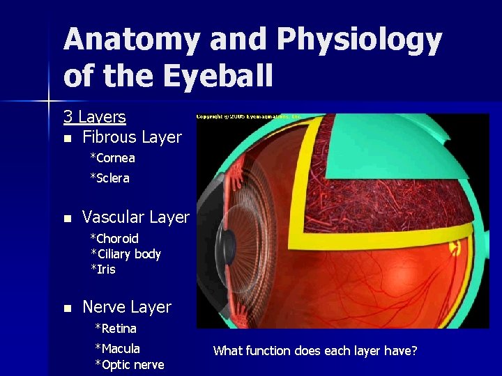 Anatomy and Physiology of the Eyeball 3 Layers n Fibrous Layer *Cornea *Sclera n