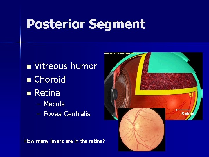 Posterior Segment Vitreous humor n Choroid n Retina n – Macula – Fovea Centralis