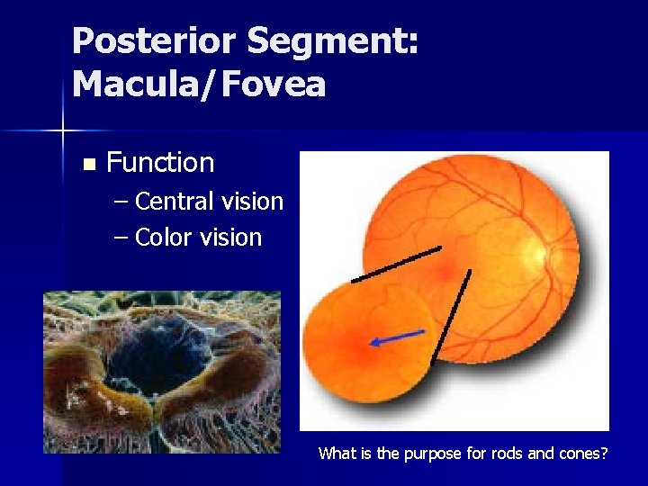 Posterior Segment: Macula/Fovea n Function – Central vision – Color vision What is the