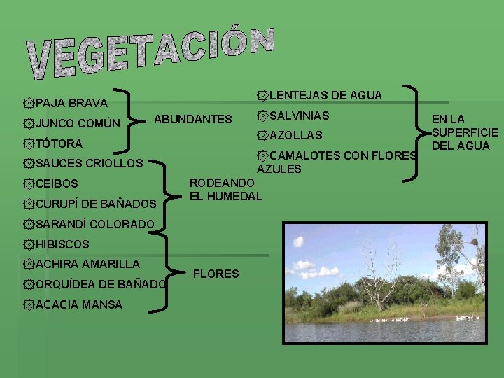 ۞LENTEJAS DE AGUA ۞PAJA BRAVA ۞JUNCO COMÚN ABUNDANTES ۞AZOLLAS ۞TÓTORA ۞CAMALOTES CON FLORES AZULES ۞LENTEJAS DE AGUA ۞PAJA BRAVA ۞JUNCO COMÚN ABUNDANTES ۞AZOLLAS ۞TÓTORA ۞CAMALOTES CON FLORES AZULES