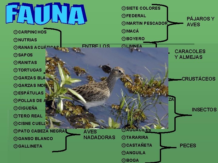 ۞SIETE COLORES ۞FEDERAL ۞MARTIN PESCADOR ۞CARPINCHOS ۞MACÁ ۞NUTRIAS ۞BOYERO ۞RANAS ACUÁTICAS ۞SAPOS ENTRE LOS ۞SIETE COLORES ۞FEDERAL ۞MARTIN PESCADOR ۞CARPINCHOS ۞MACÁ ۞NUTRIAS ۞BOYERO ۞RANAS ACUÁTICAS ۞SAPOS ENTRE LOS