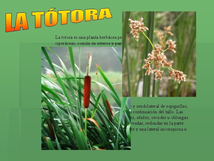 La totora es una planta herbácea perenne acuática, de la familia de las ciperáceas, La totora es una planta herbácea perenne acuática, de la familia de las ciperáceas,
