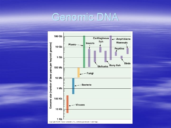 Genomic DNA 