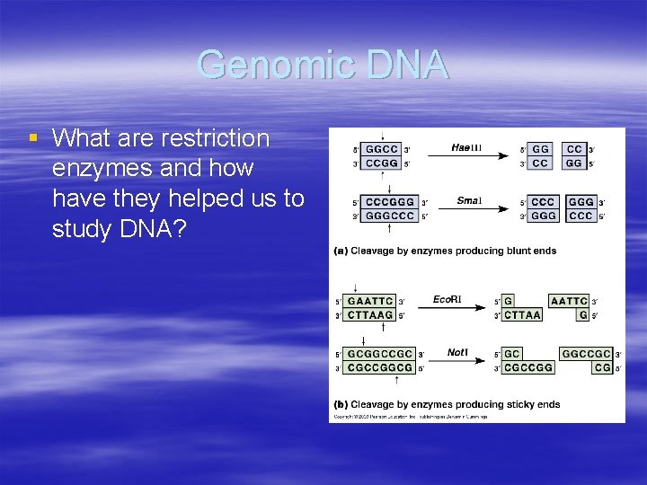 Genomic DNA § What are restriction enzymes and how have they helped us to
