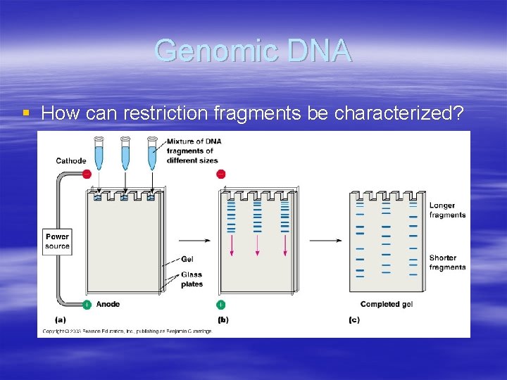 Genomic DNA § How can restriction fragments be characterized? 