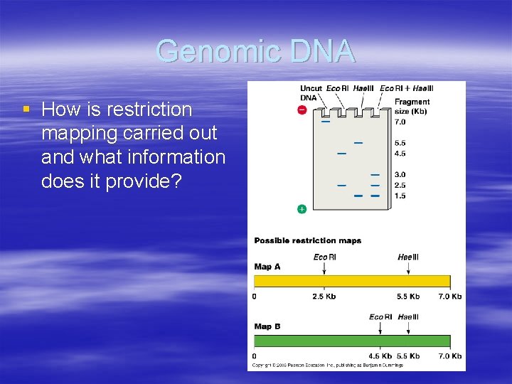 Genomic DNA § How is restriction mapping carried out and what information does it