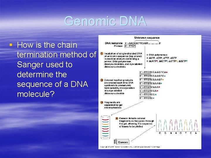 Genomic DNA § How is the chain termination method of Sanger used to determine