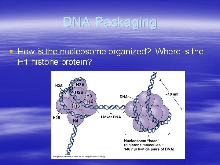 DNA Packaging § How is the nucleosome organized? Where is the H 1 histone