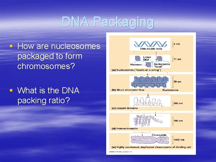 DNA Packaging § How are nucleosomes packaged to form chromosomes? § What is the