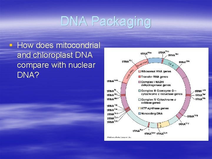 DNA Packaging § How does mitocondrial and chloroplast DNA compare with nuclear DNA? 