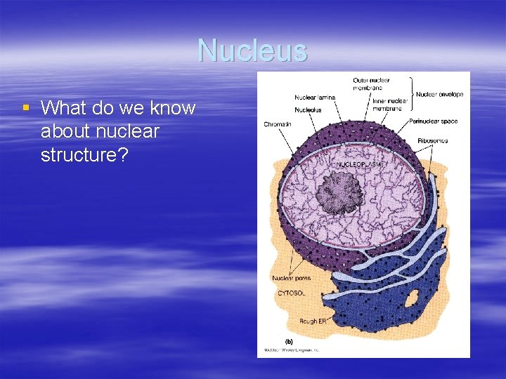 Nucleus § What do we know about nuclear structure? 