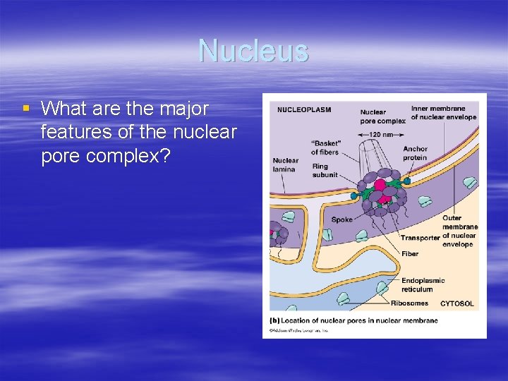 Nucleus § What are the major features of the nuclear pore complex? 