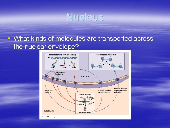 Nucleus § What kinds of molecules are transported across the nuclear envelope? 