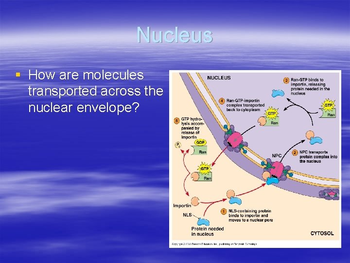 Nucleus § How are molecules transported across the nuclear envelope? 