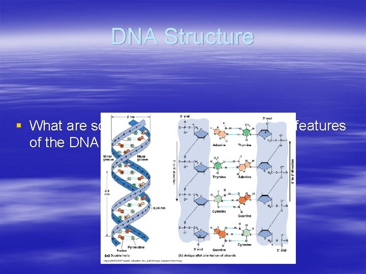 DNA Structure § What are some of the important structural features of the DNA