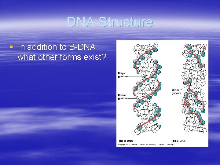 DNA Structure § In addition to B-DNA what other forms exist? 