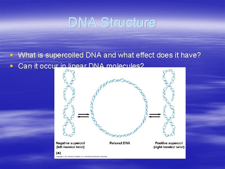 DNA Structure § What is supercoiled DNA and what effect does it have? §