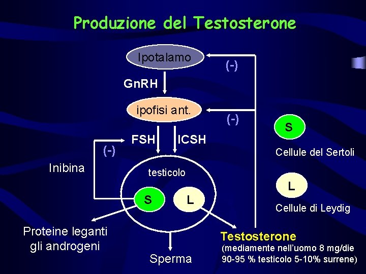 Produzione del Testosterone Ipotalamo (-) Gn. RH ipofisi ant. (-) Inibina FSH ICSH (-)