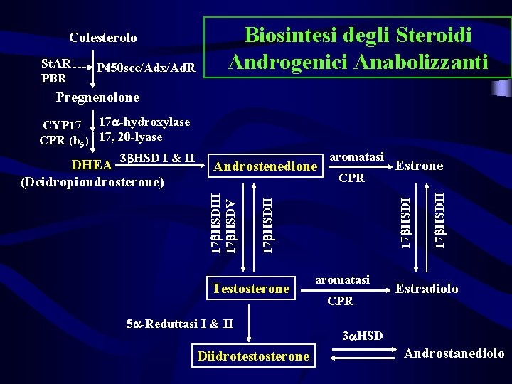 Colesterolo St. AR PBR P 450 scc/Adx/Ad. R Biosintesi degli Steroidi Androgenici Anabolizzanti Pregnenolone