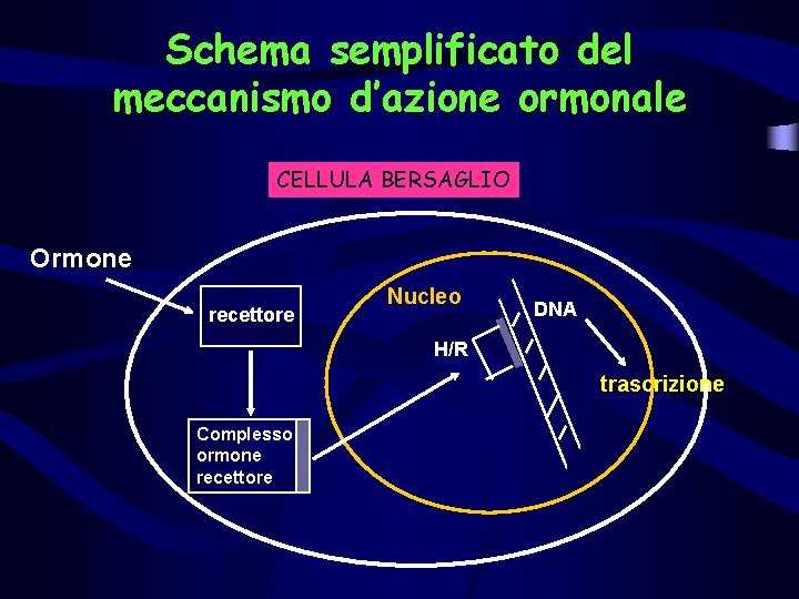 Schema semplificato del meccanismo d’azione ormonale CELLULA BERSAGLIO Ormone recettore Nucleo DNA H/R trascrizione