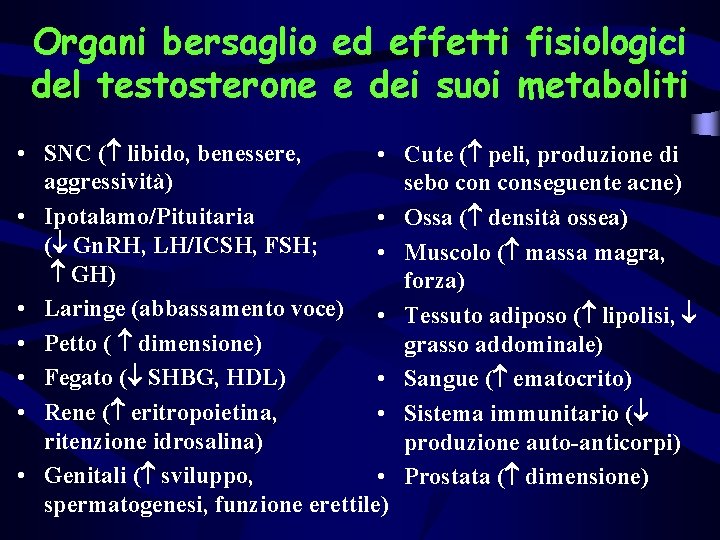 Organi bersaglio ed effetti fisiologici del testosterone e dei suoi metaboliti • SNC (